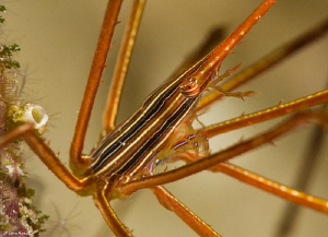 Arrow Crab by John Roach 